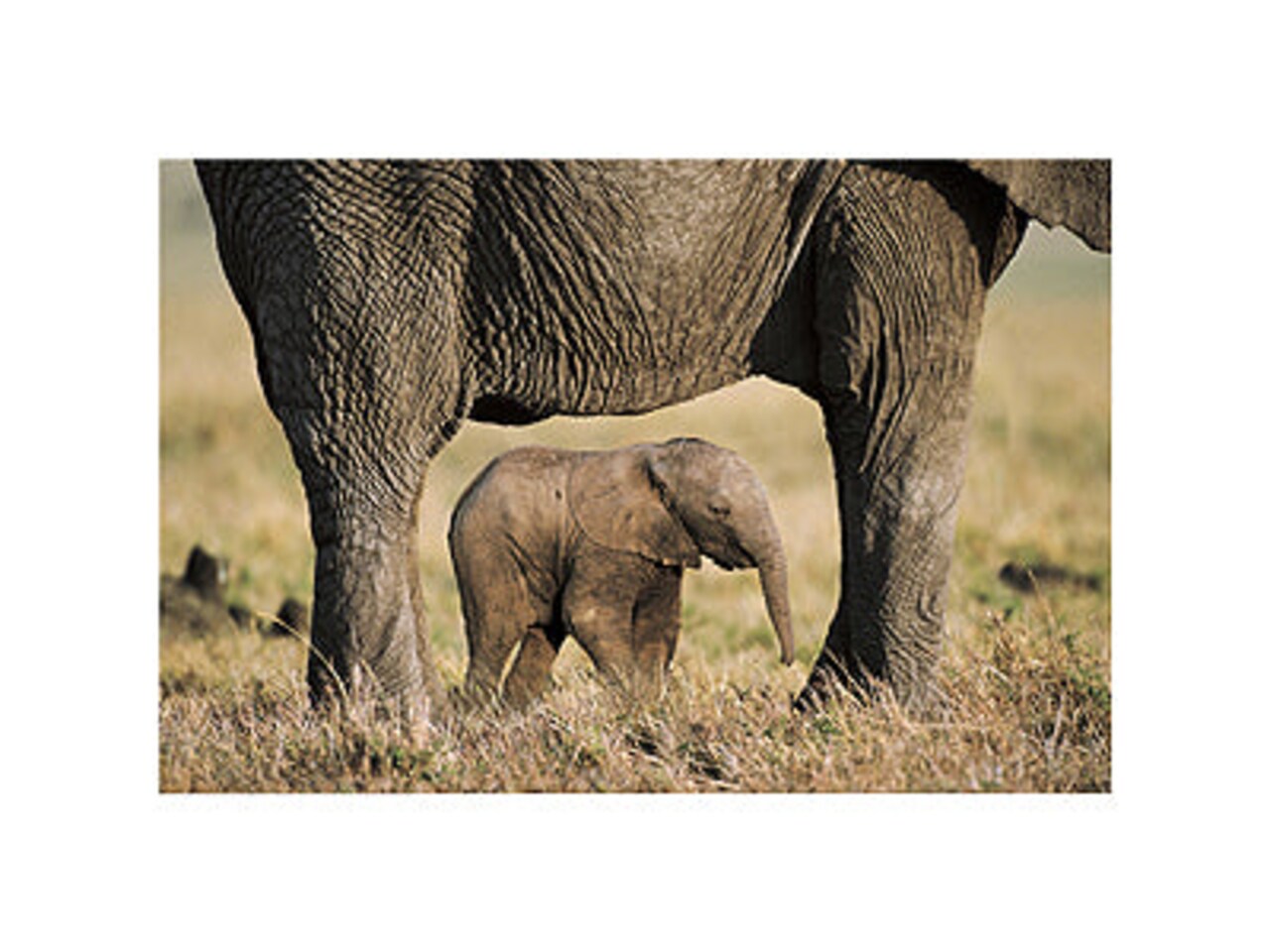 Elephant & Calf Art Print by Steve Bloom - Wildlife Photography Wall Decor